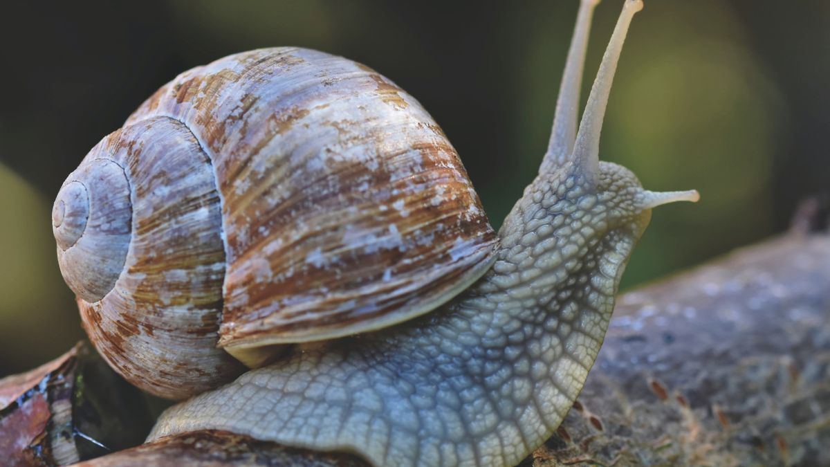 Is snail mucus helpful for the skin?